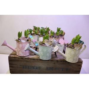 arr8 Arr Hyacinth In Zinken Gieter