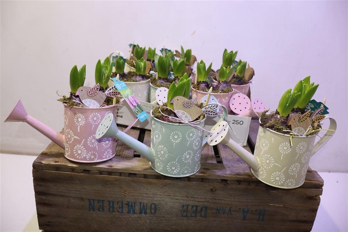 <h4>arr8 Arr Hyacinth In Zinken Gieter</h4>