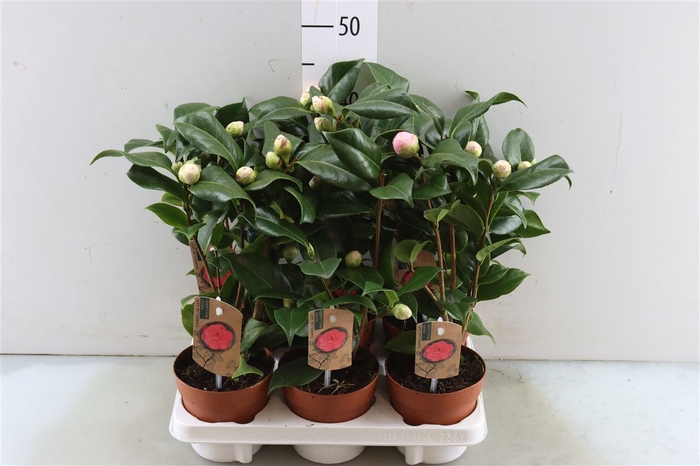 <h4>Camellia Dr King 10+ Knoppen</h4>