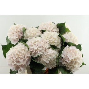 Hydr M Sweet Verena 80-23