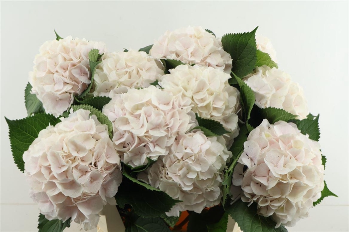 <h4>Hydr M Sweet Verena 80-23</h4>