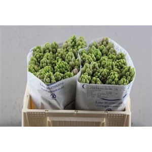 Hyac Splendid Cornel (de Wit)