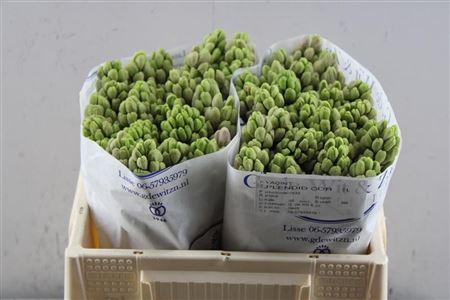 <h4>Hyac Splendid Cornel (de Wit)</h4>