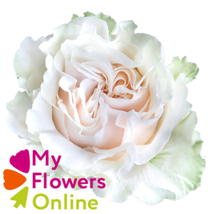 R Gr Cotton Xpression Cream 60cm EC