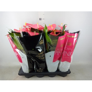 Anthurium andr. 'Colorado'