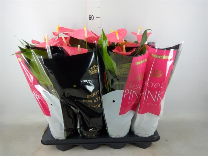 <h4>Anthurium andr. 'Colorado'</h4>