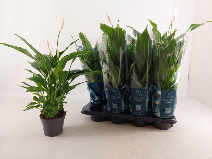 <h4>SPATH STRAUSS</h4>