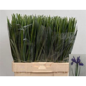 Iris Blue Magic 33 GR,(NL),(10)