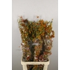 ROSA CORALLO RED 110CM