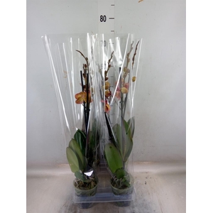 Phalaenopsis  'Ant Toulon'