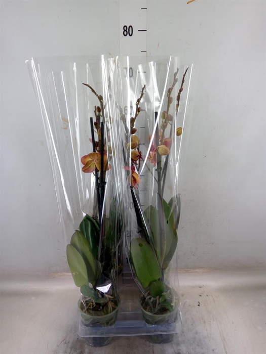 <h4>Phalaenopsis 'Ant Toulon'</h4>