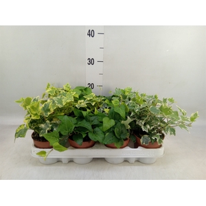Hedera   ...mix