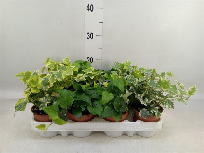 <h4>Hedera   ...mix</h4>