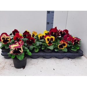 VIO WI DEL ROSE SURP