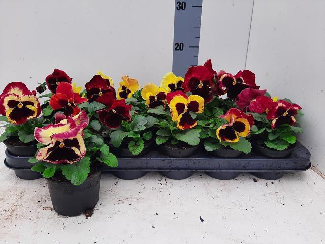 <h4>VIO WI DEL ROSE SURP</h4>