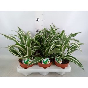 Dracaena frag. 'White Jewel'