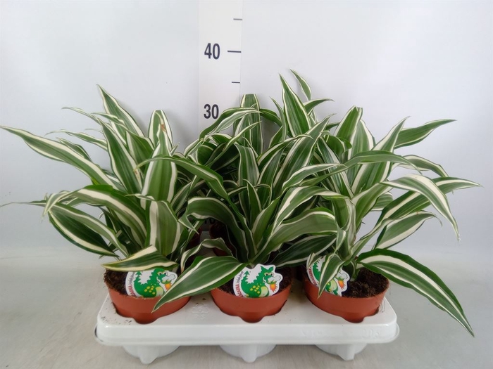 <h4>Dracaena frag. 'White Jewel'</h4>