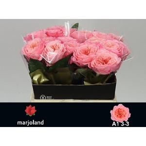 ROSA GR 'MAYFIELD'