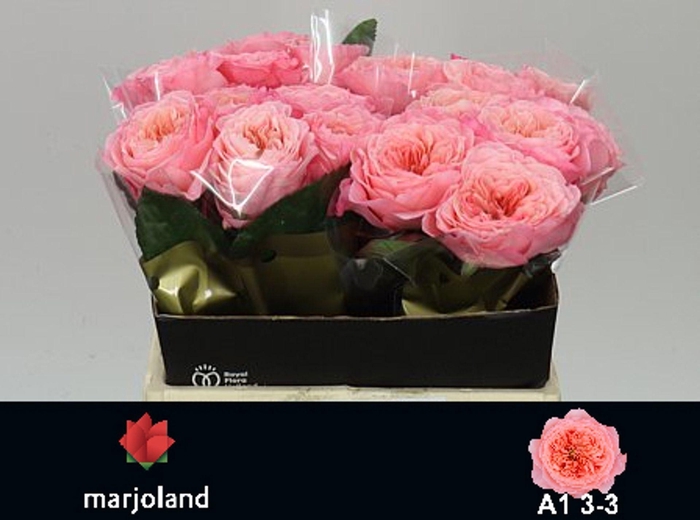 <h4>ROSA GR 'MAYFIELD'</h4>