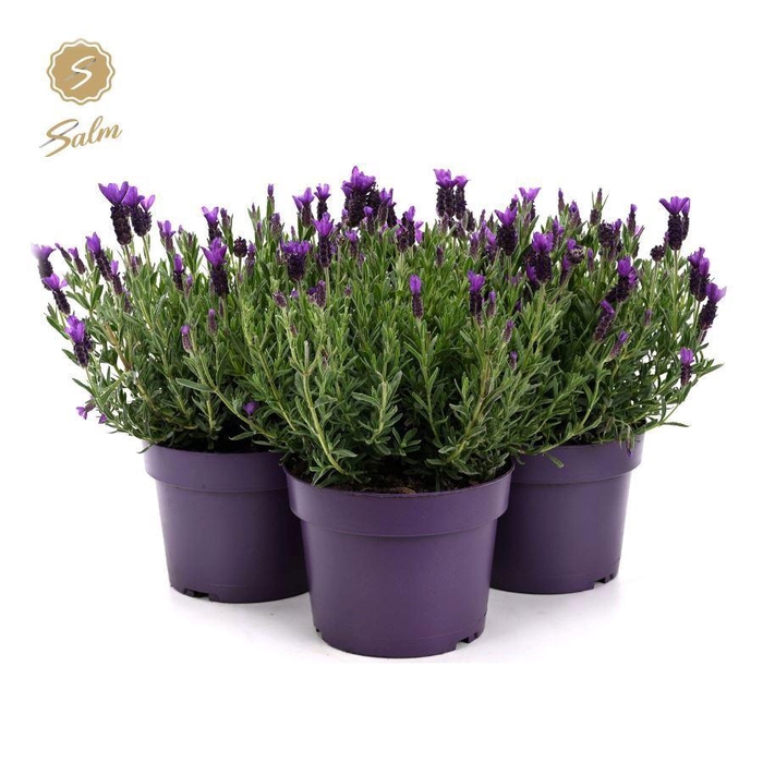 <h4>Lavandula st. 'Anouk'® Collection P19</h4>