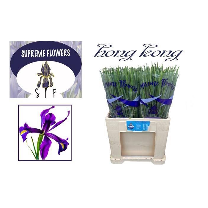 <h4>IRIS HONG KONG</h4>