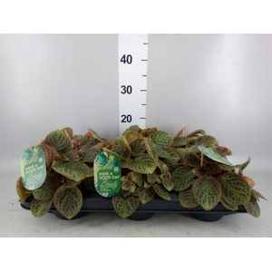 Episcia   ...