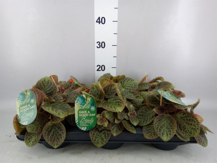 <h4>Episcia   ...</h4>