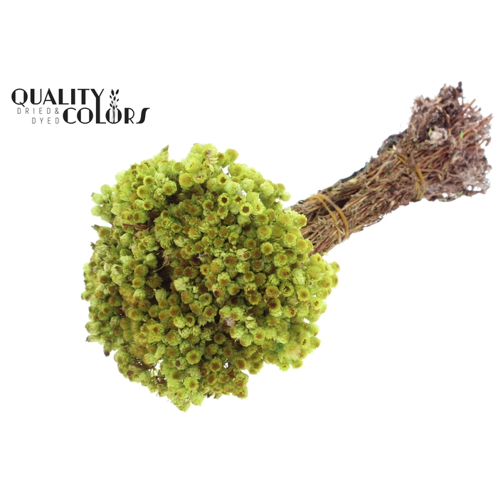 <h4>Immortelle per bunch Light Green</h4>