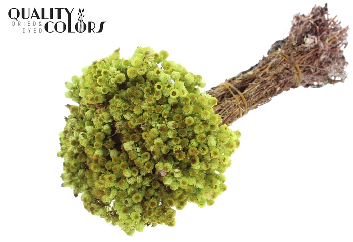Immortelle per bunch Light Green
