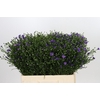Aster Casamare