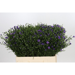 Aster Casamare