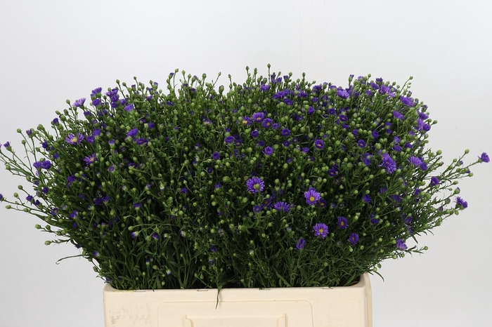 <h4>Aster Casamare</h4>