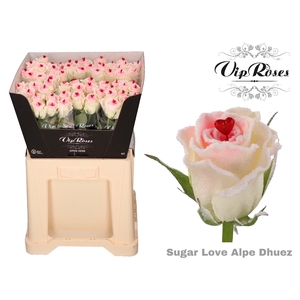R GR SUGAR LOVE ALPE DHUEZ