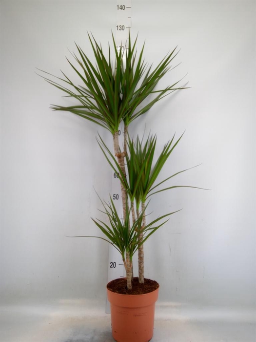 <h4>Dracaena marg.</h4>