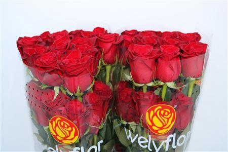 <h4>R Gr Freedom</h4>