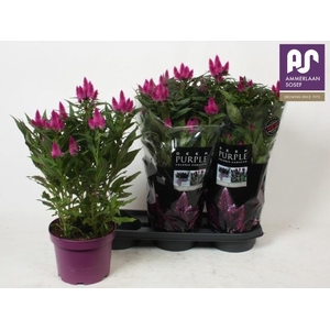 CEL DEEP PURPLE