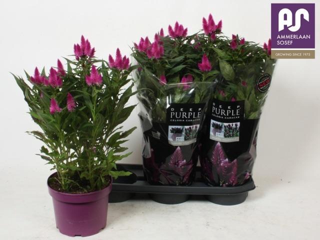 <h4>CEL DEEP PURPLE</h4>