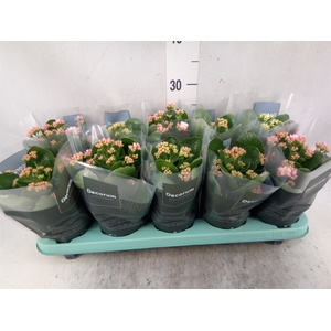 Kalanchoe blos. 'Serenity'   ...mix