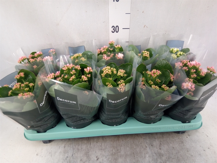 Kalanchoe blos. 'Serenity'   ...mix