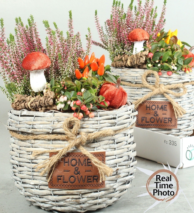 <h4>ARR TUINPLANTEN</h4>