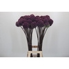 Allium Summer Drummer