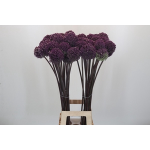 Allium Summer Drummer