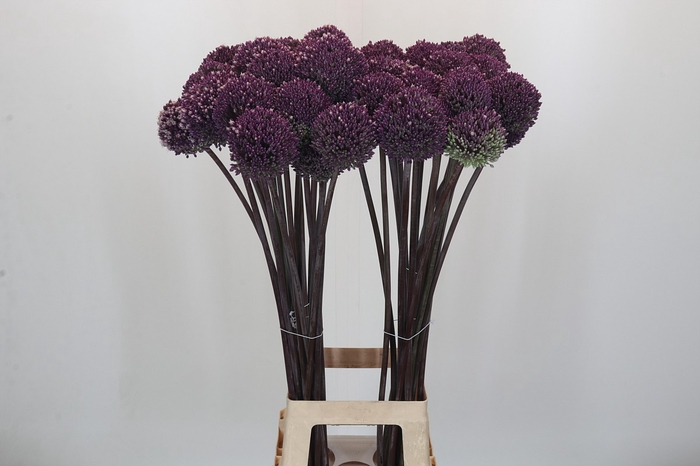 <h4>Allium Summer Drummer</h4>
