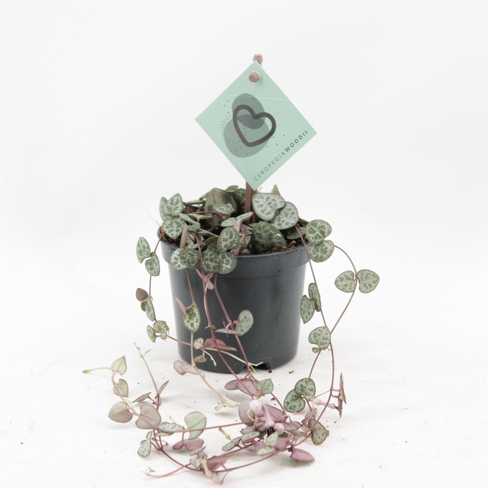 <h4>Ceropegia woodii ssp. woodii</h4>