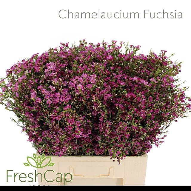 <h4>CHAME UN FUCHS PRIDE</h4>