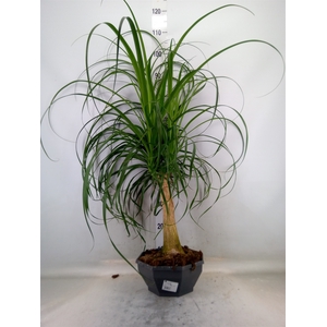 Beaucarnea recurvata