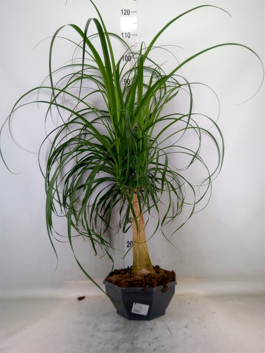 <h4>Beaucarnea recurvata</h4>