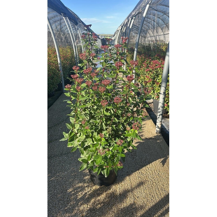 <h4>VIBU TINUS SPIRIT</h4>