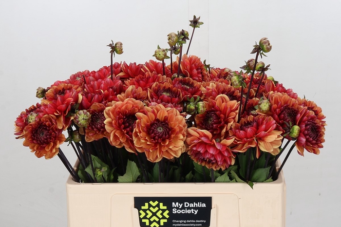Dahlia Orange Quartz