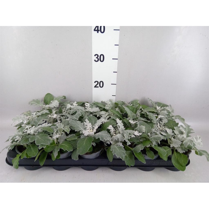 <h4>Jacobaea maritima</h4>